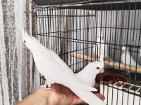 İster tek ister toplu albino sultan papağanı