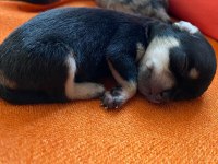 Yavru chihuahua