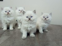 Minik british longhair yavrularımıza yuva arıyoruz