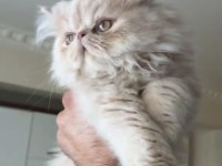 İran Exzotik Himalaya Red Point Bebekler