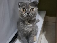 Sevimli scottish fold yavru