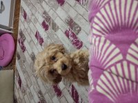 Terrier yavru