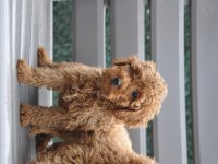 Dişi Red Brown Toy Poodle