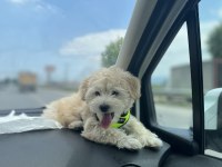 Maltipoo yavru