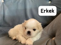 İmperial Pekinez 3 dişi 2 erkek
