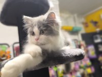 Bicolor British Longhair