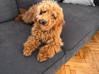 5 aylık olan poodle yavrumuzu sahiplendirmek istiyoruz