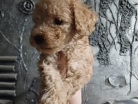 Toy poodle yavrular