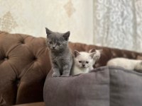 A+ Kalite British Shorthair Yavrumuz Yeni Ailesini Bekliyor