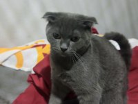 5 aylık british shorthair kedilerim
