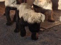 Presa canario köpekler