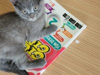 3 aylık british shorthair gri yavru