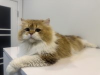 British longhair kısır oğlan