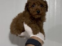Kore Poodle Kuyruksuz Erkek Üst Kalite Arayana