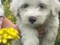 Maltipoo bebişler