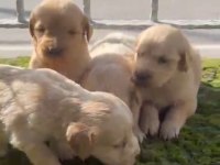 Maltipoo harika pofuduk yavrularımız