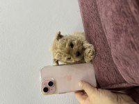 Micro Toy Poodle Tr