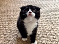 17 Şubat Doğumlu Erkek Bicolor Scottish Fold Yavru
