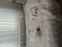 3 Ve 4 Yaş Kedilerimiz