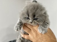 Saf kan Irk Scottish Fold Tüm Türkiye getirme şansımız var