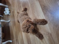 Yakışıklı erkek poodle