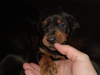 DOBERMAN BEBEKLER