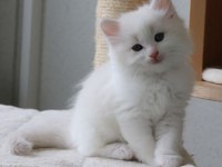 BRİTİSH KEDİSİ YAVRULAR