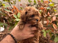 Muhteşem Maltipoo Yavrum