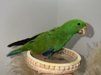 ECLECTUS PAPAĞANI YAVRU