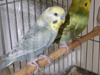 Jumbo rainbow yerli çek japones muhabbet kuşu hazır takımlar