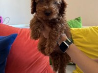 Mükemmel Kalitede Red Brown Poodle Yavru