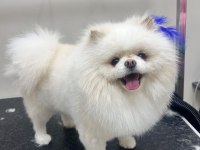 2 yaşında erkek teddy pomeranian