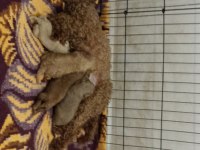 5 dişi ve 2 erkek mükemmel kalitede poodle yavrular