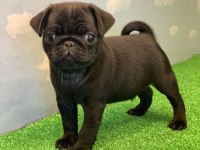GÜL KUYRUK SAFKAN SİYAH DİŞİ VE ERKEK PUG YAVRULAR
