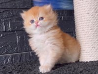 Yumuşacık Golden British Longhair