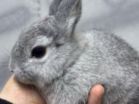 CÜCE NETHERLAND DWARF TAVŞAN YAVRULARIMIZ