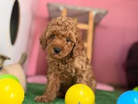 Minik poodle patim
