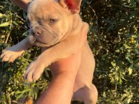 60 Günlük Son Kalan Erkek Yavru French Bulldog