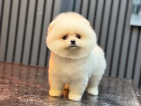 Sağlık Ve Irk Garantili Pomeranian