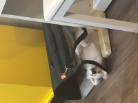 Pomeranian Spitz Beyaz Oyuncu sevecen tanemim dişi 4 aylık