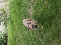 French bulldog sağlık sebeplerinden