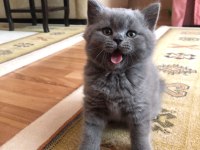 British shorthair cins kedimizi sahiplendirme