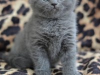 Top kafa ayı surat scottish fold bebek