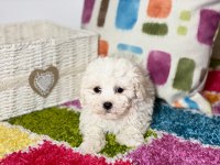 Orjinal bichon FRİSE yavrularımız