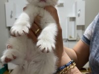 Mavis gözlü akıllı İran Chinchilla yavrularım