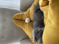 3 aylık erkek scottish fold