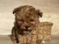 Tiny Teddy Face Kore Maltipoo
