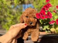 2 adet erkek poodle