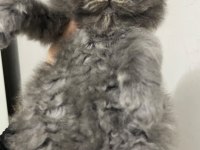 British Longhair 1 Aylık Kedimiz