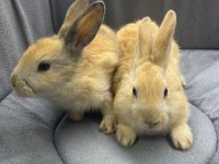 CÜCE NETHERLAND DWARF YAVRU TAVŞANLAR